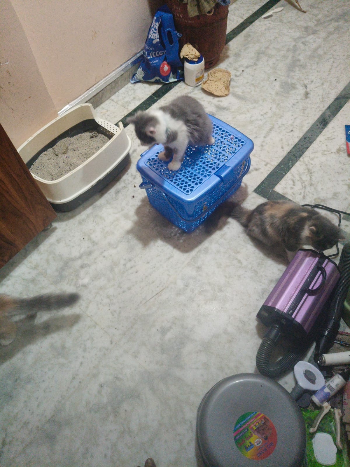 Curious kittens with cat litter box and feline supplies in home setting